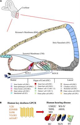 G protein-coupled receptors in cochlea: Potential therapeutic targets for hearing loss